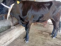 Ko, Russian Black pied cattle — foto 3