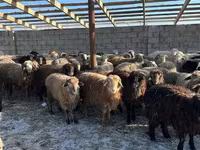 Ido, Sheep — sawirka 2