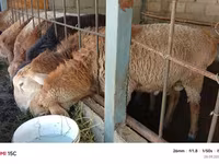 የጎትት አውራ በግ, Rhon sheep — ፎቶ 6