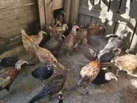 Guinea fowl — 7 зураг
