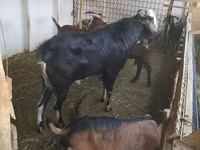 Kozel, Nubian Goat — foto 2