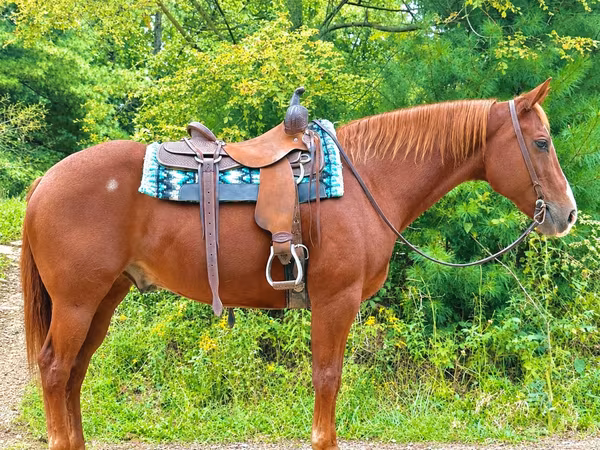 اسب نر, Quarter Horse