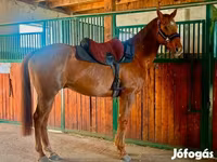 ঘোড়া, Thoroughbred horse — ছবি 3