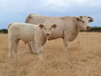 Ko, Charolais cattle — foto 2