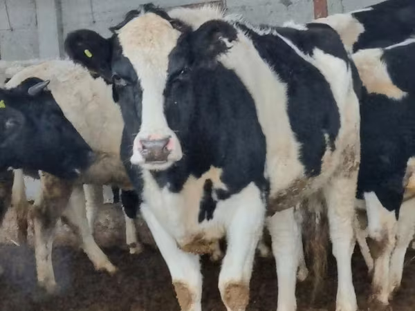 Krava, Russian Black pied cattle