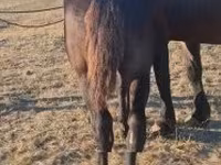 公马, Percheron — 照片 4