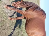 Faras, Thoroughbred horse — sawirka 2