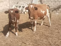 母牛, Simmental cattle — 照片 4