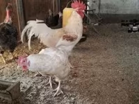 Chickens — foto 5