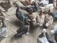Ducks — 2 зураг