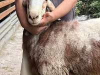 Beran, Arashan sheep — foto 2