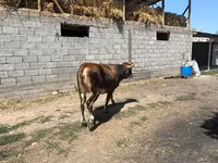 Krava, Swiss cattle — foto 3