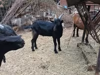Kozel, Alpine goat — foto 4