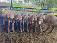 แกะตัวผู้, Arashan sheep — รูปภาพ 7