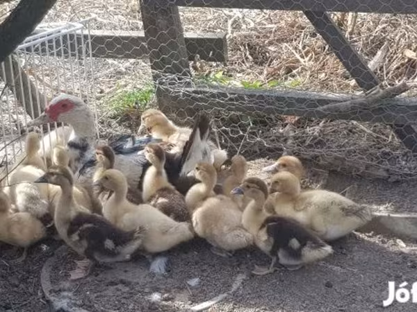 Ducks