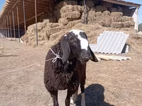 Ovan, Edilbay sheep — fotografija 2
