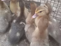 Ducks — 사진 4