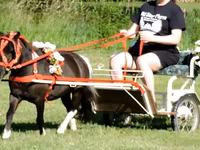 گھوڑا, Miniature horse — تصویر 8