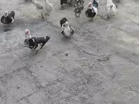 domaća muskovska patka — fotografija 2