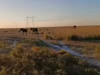 Horse (M), Horses — photo 1