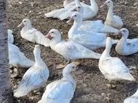 Geese — عکس 3