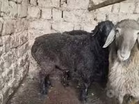 قوچ, گوسفند — عکس 1