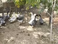 Ducks — foto 2