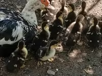 Ducks — 写真 2