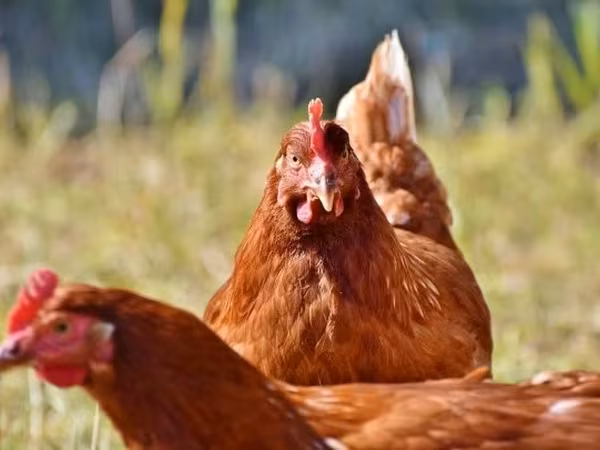 Chickens