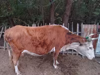 பசு, Latvian Blue cattle — புகைப்படம் 3