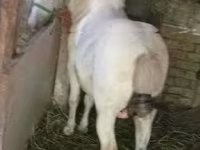 Cavallo, Cavalli — foto 6