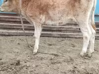 Lo’, Simmental cattle — sawirka 4
