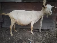 Ямаа, Saanen goat — 5 зураг