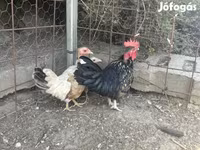 Chickens — الصورة 2