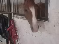 Kobila, Karabakh horse — fotografija 2