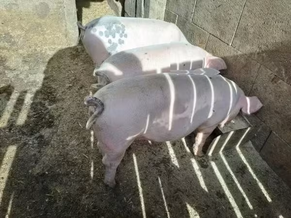 Babi (batch, jenis kelamin tidak disebutkan), Pigs