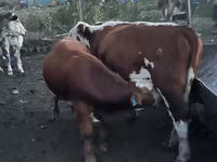 Bulle, Simmental cattle — Foto 5