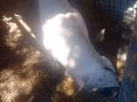 Säue, Schweine — Foto 3