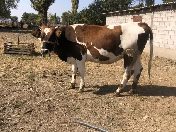 گاو ماده, Simmental cattle