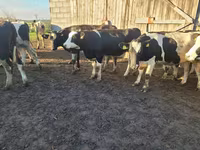 Krava, Russian Black pied cattle — foto 3