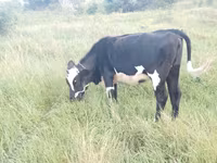 Lembu betina, Russian Black pied cattle — foto 3
