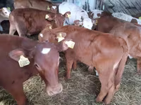 황소, Simmental cattle — 사진 2