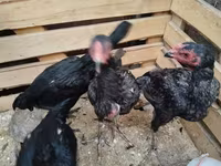 Chickens — foto 3