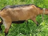 Коза, Nubian Goat — снимка 2