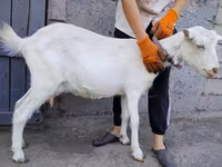 Ямаа, Saanen goat — 4 зураг