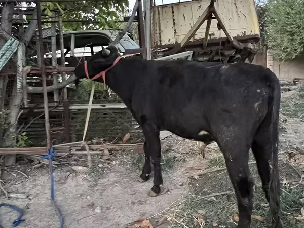 Taureau, Bovins
