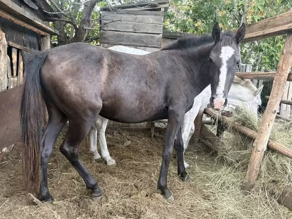 Kůň, Horse breed