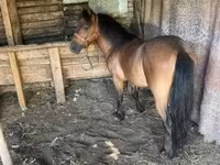 Cavallo, Cavalli — foto 3