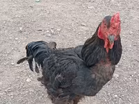 Chickens — foto 3