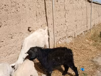 Kambing jantan, Goats — foto 5